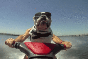 jet-ski-bulldog