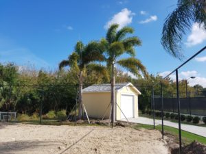 palms